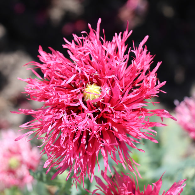 Poppy Rose Feathers