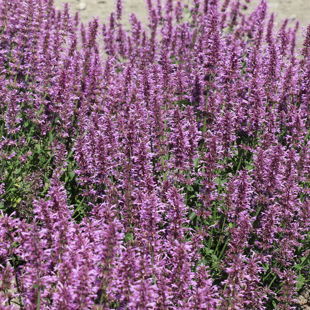 Flowers Seeds Agastache pallidiflora 'Rose Mint'