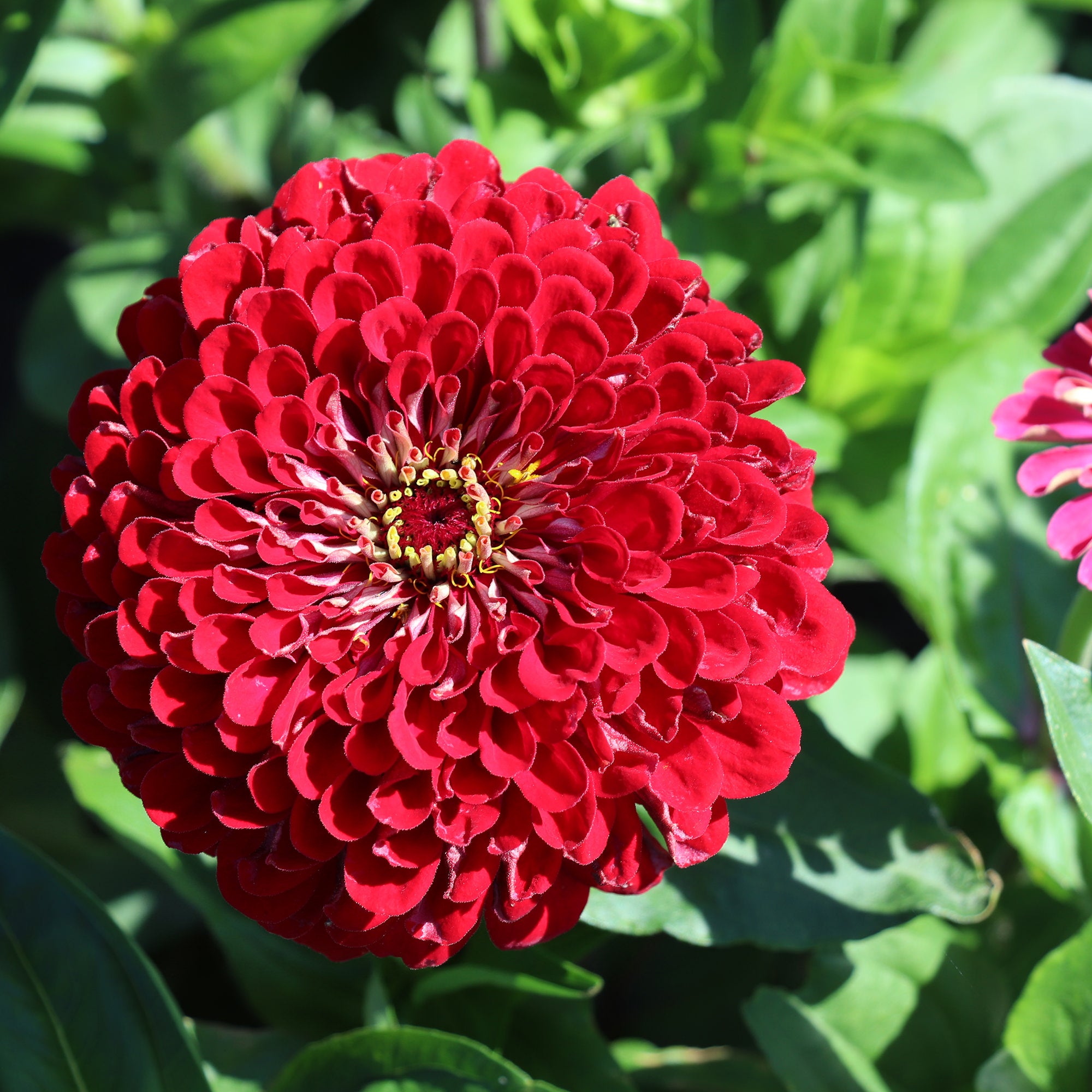 Zinnia Elegans DahliaFlowered Meteor Red Zinnias Fontana Seeds