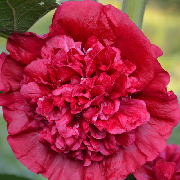 Hollyhock Chater's Maroon