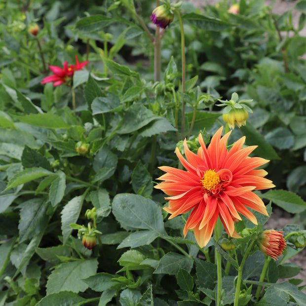 Dahlia Seeds Orange