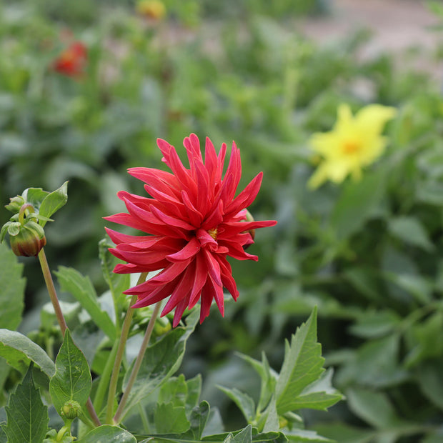 Red Dahlia Seeds