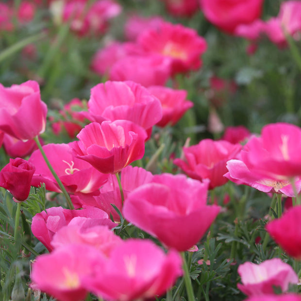 California Poppy Bush Rose