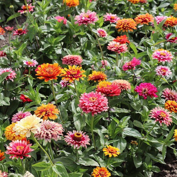 Zinnia Elegans Whirlygig-Mischung