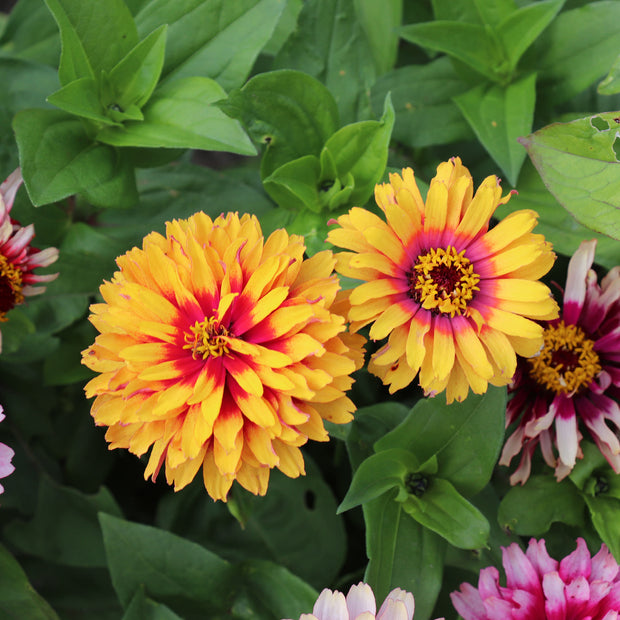 Zinnia Elegans Whirlygig-Mischung