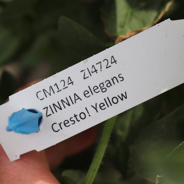 Label Zinnia Elegans Cresto Yellow