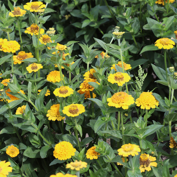 Zinnia Blooming Yellow