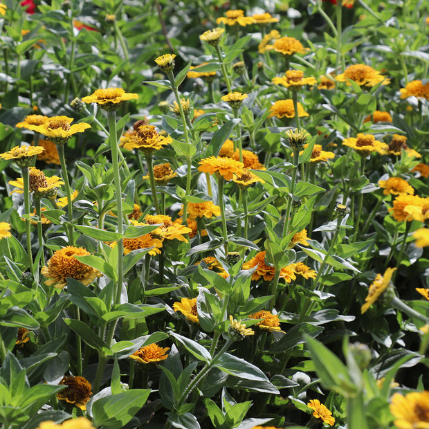 Zinnias Seed