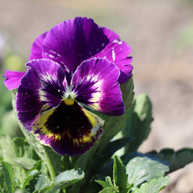 Pansies Seed Swiss Giants Mix Viola