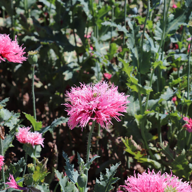 Rose Feathers PAPAVER laciniatum