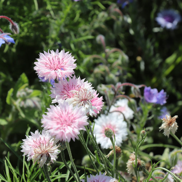 Flowers attracting bees seeds