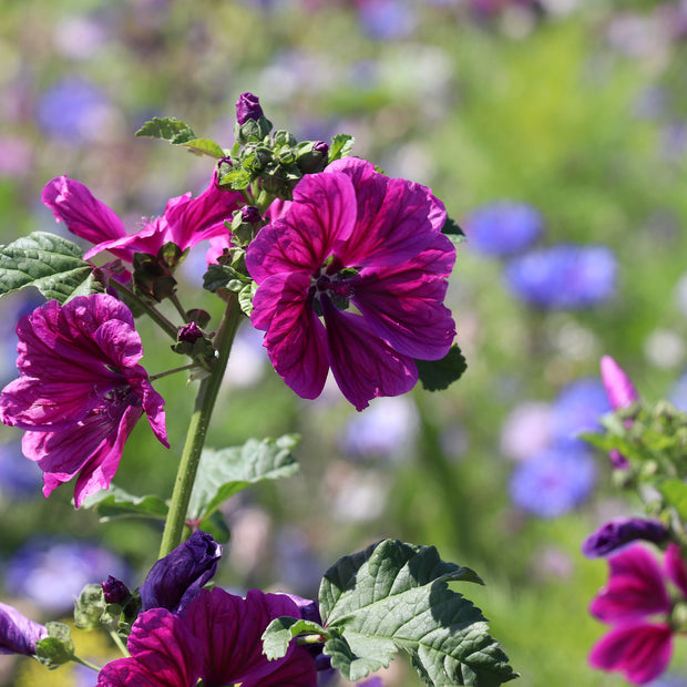 Attraktionen Bienenmischung