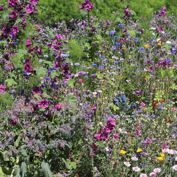 Attractions Bee Mixture Wild Flowers