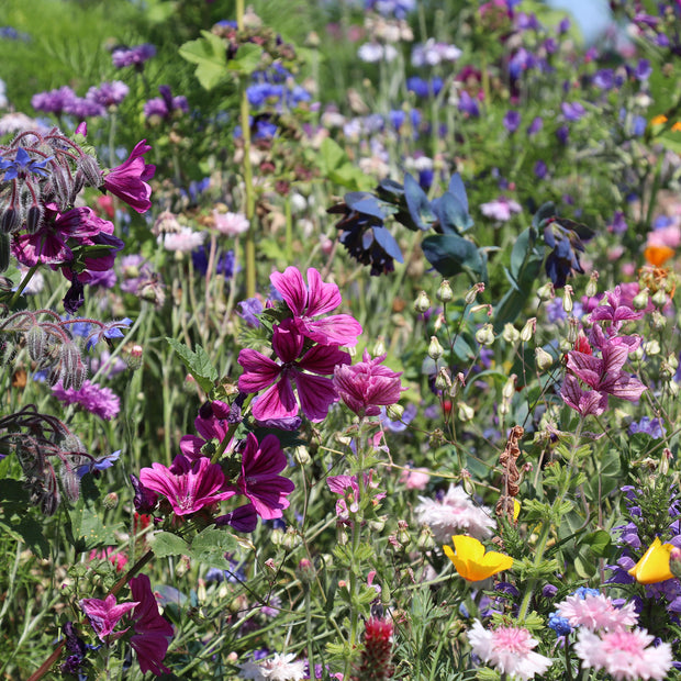 Flowers attracting bees