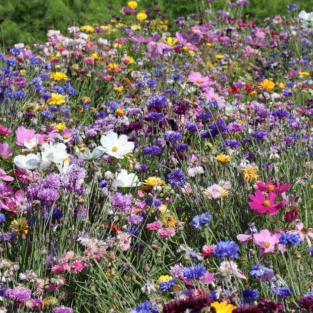 mixture of colourful summer flowers Seeds