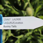 13+ Bunny Rabbit Tail Plant