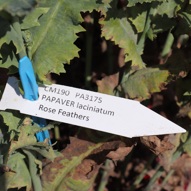 Label Rose Feathers PAPAVER laciniatum