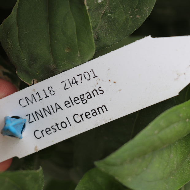 Zinnia Elegans Cresto Crème Seed