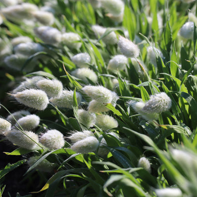 Bunny Tails