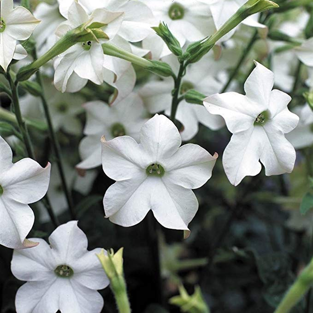 Nicotiana Perfume White