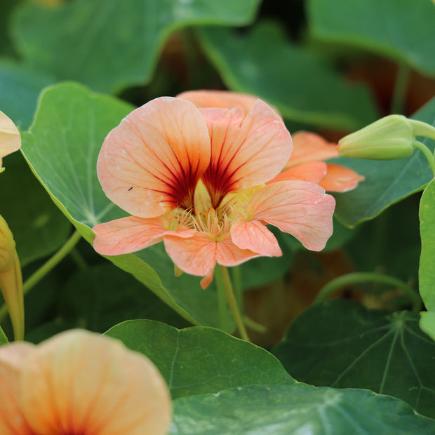 Nasturtium Flower Seeds TROPAEOLUM minus Sahins Paso Doble