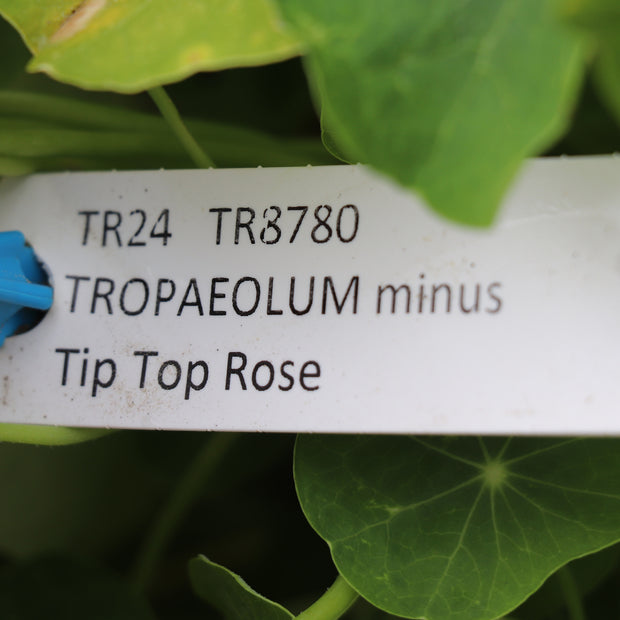 Nasturtium Tip Top Rose Flower Seeds