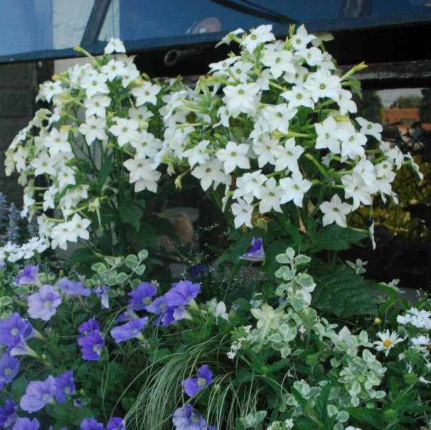 Nicotiana Perfume White Seeds