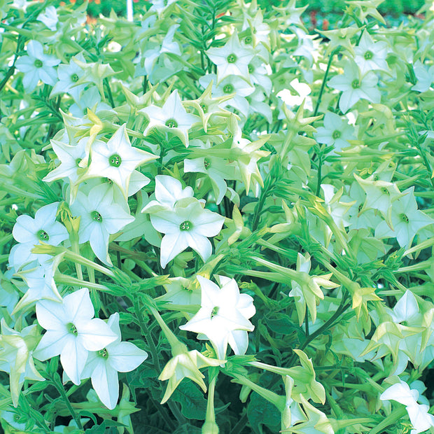 Grow Nicotiana Perfume White