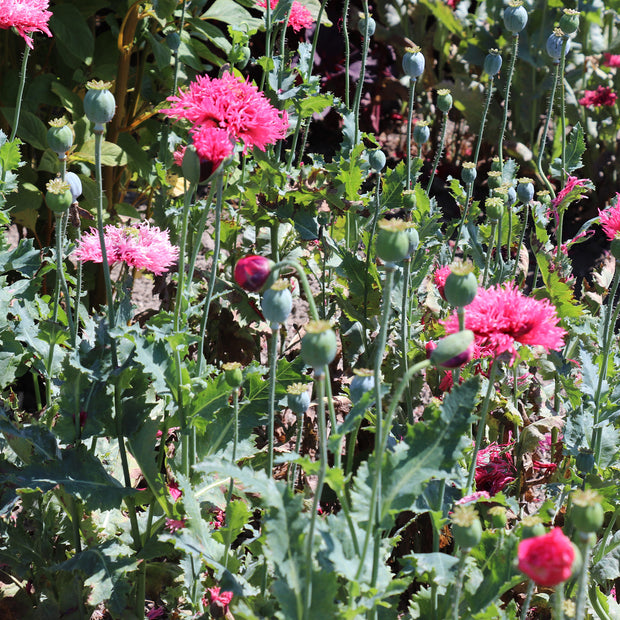 Rose Feathers PAPAVER laciniatum Seeds