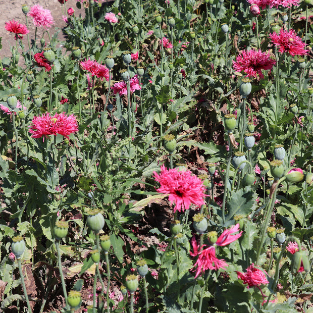 Mohn-Rosenfedern