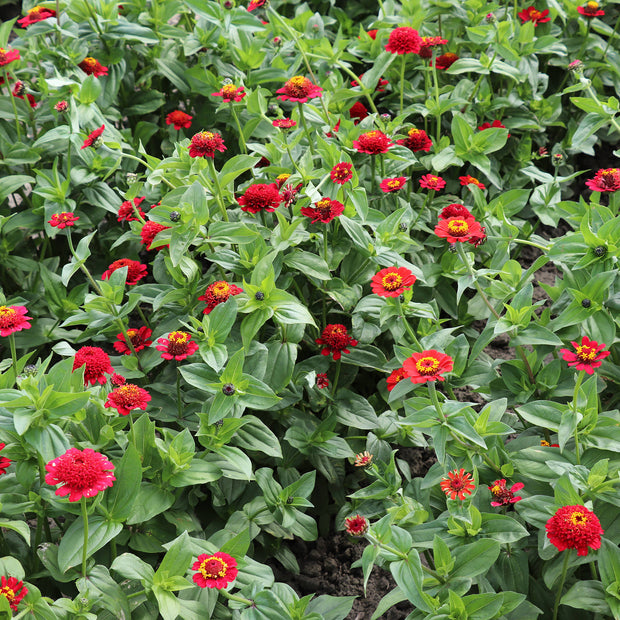 Zinnia Elegans Cresto Rot