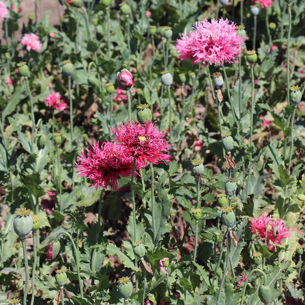 Fontana Seeds Rose Feathers PAPAVER laciniatum