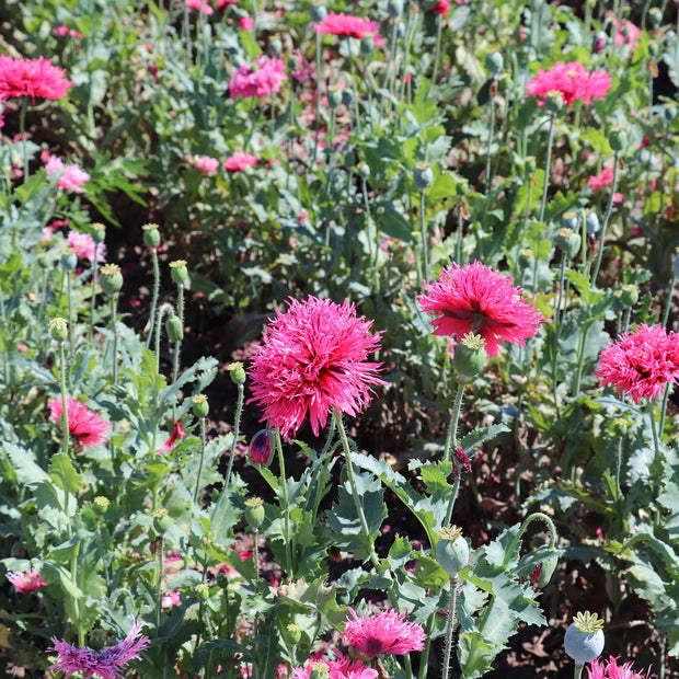 Rose Feathers PAPAVER laciniatum