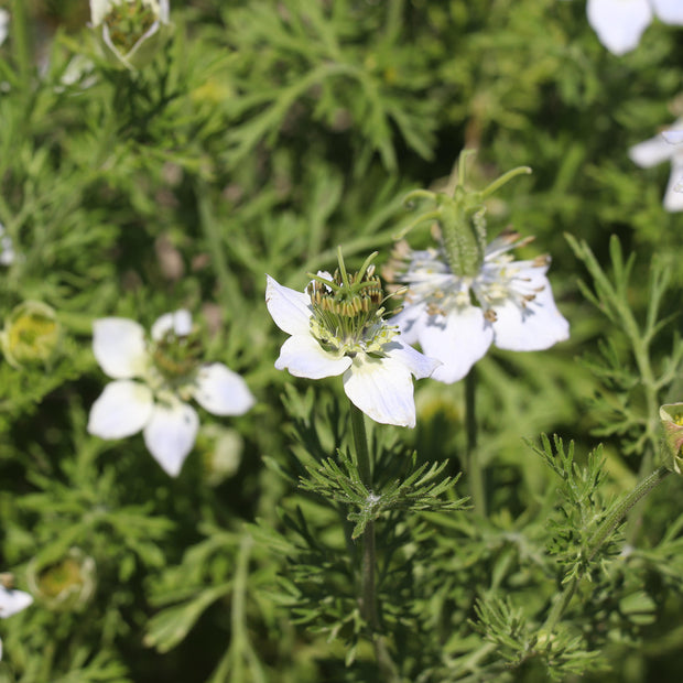 Seeds Black Caraway