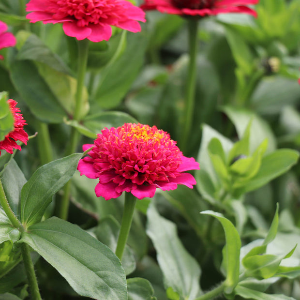 Zinnia Elegans Cresto Violett