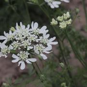  Orlaya grandiflora, Minoan Lace, White Lace Flower