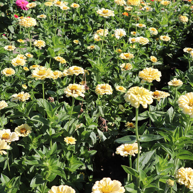 Zinnia Elegans Dahlia-Flowered Isabellina