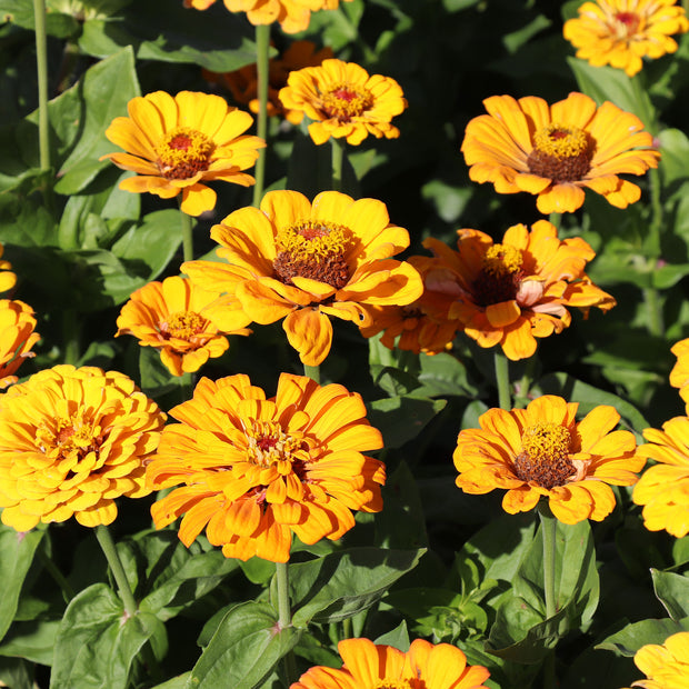 Zinnia Elegans Dahlia-Flowered Golden State