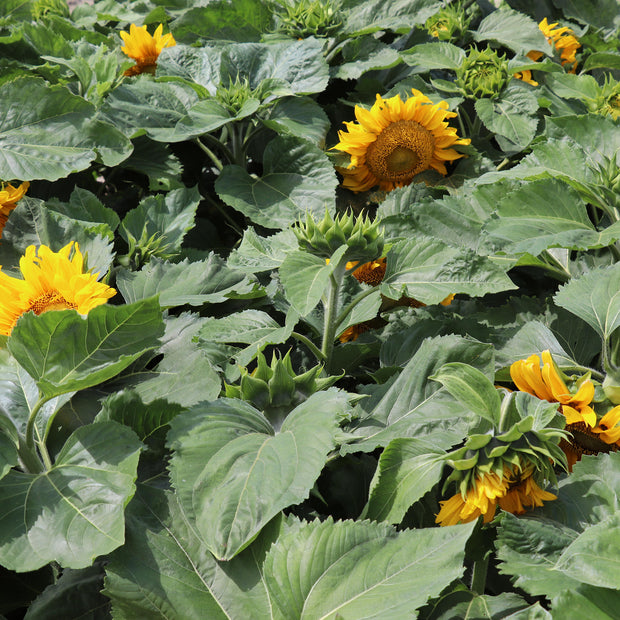 Sunflowers Seeds