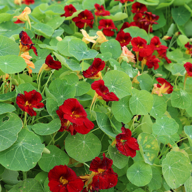 Grow TROPAEOLUM minus Sahins Paso Doble