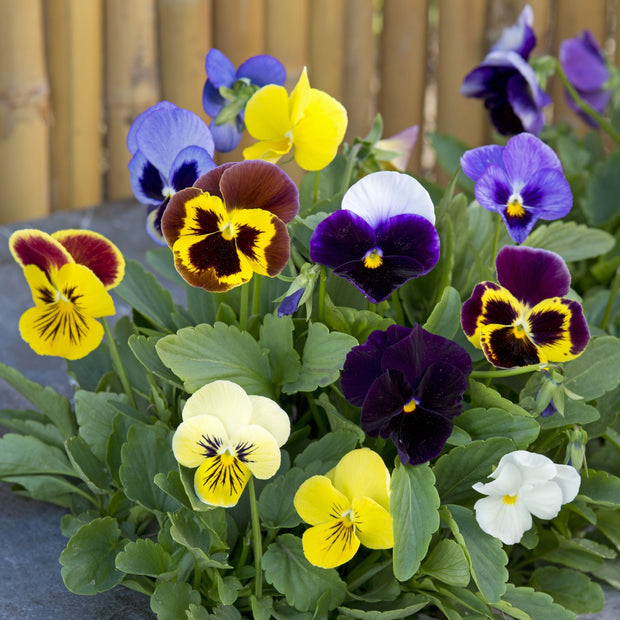 Viola Pansy Swiss Giants Mix