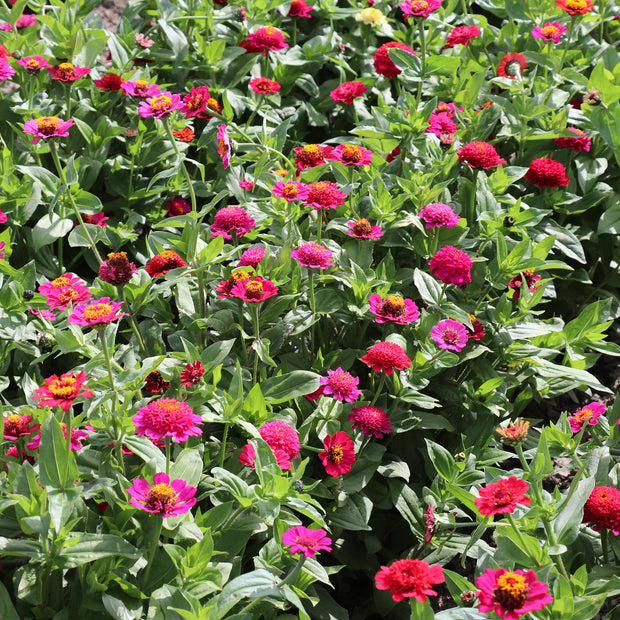 Zinnia Elegans Cresto Violett