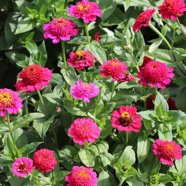 Zinnia Elegans Cresto Violett