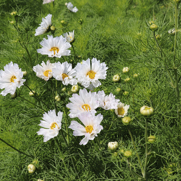 Cosmos Double Dutch White