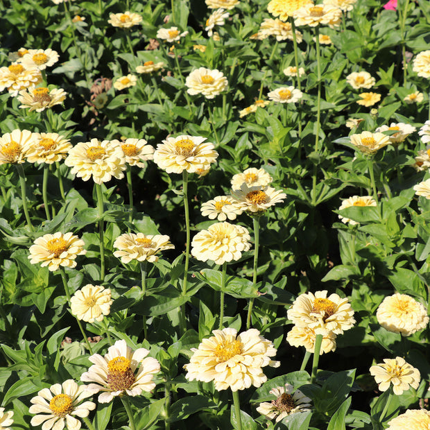 Zinnia Flowers Isabellina