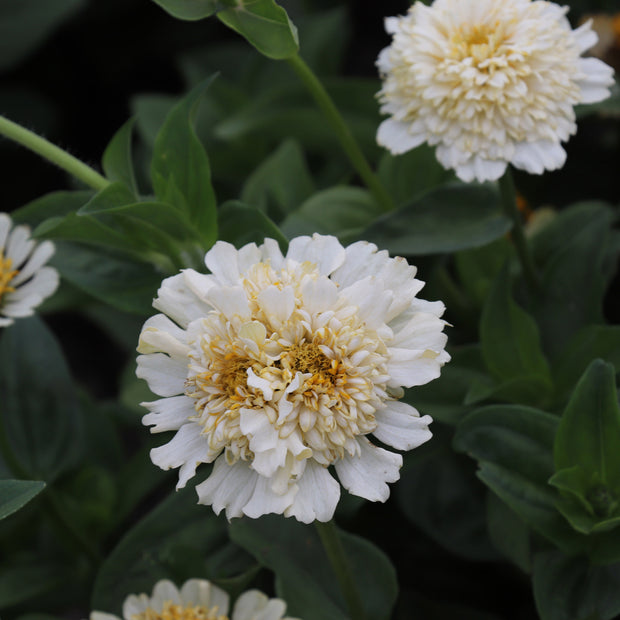 Creamy Zinnias