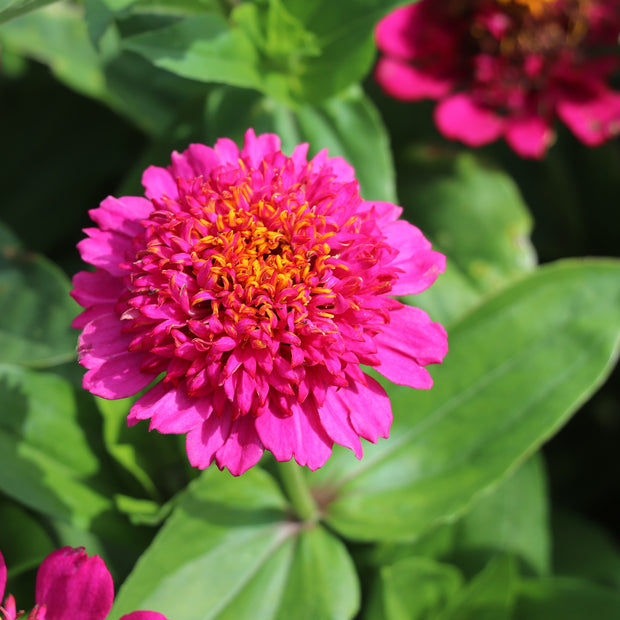 Zinnias Seeds Violet Elegans Cresto