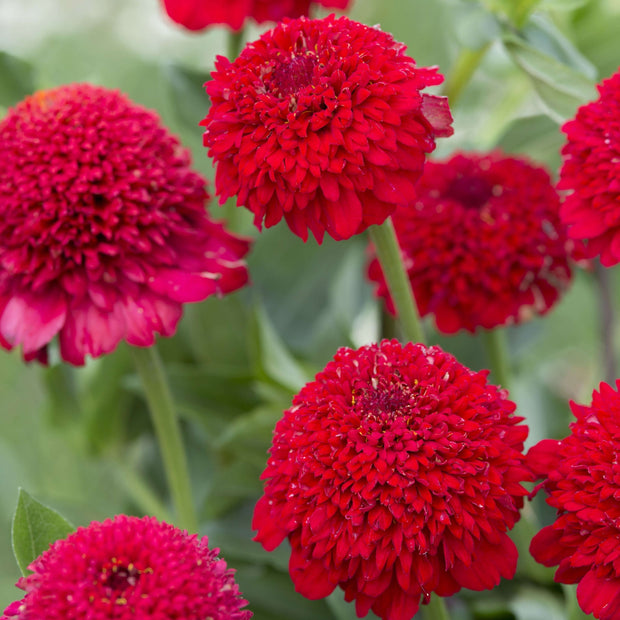 Zinnia Elegans Cresto Red Seeds