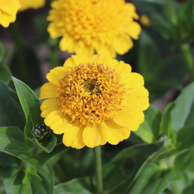 Zinnia Elegans Cresto Yellow