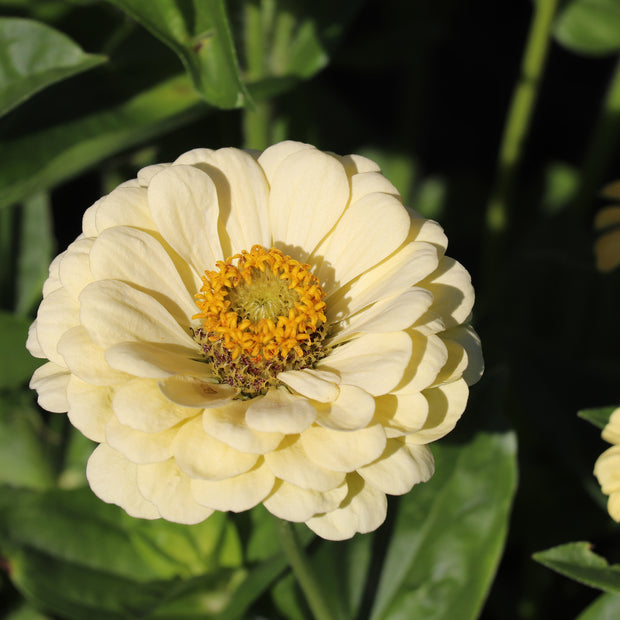 Grow Zinnias from Seed